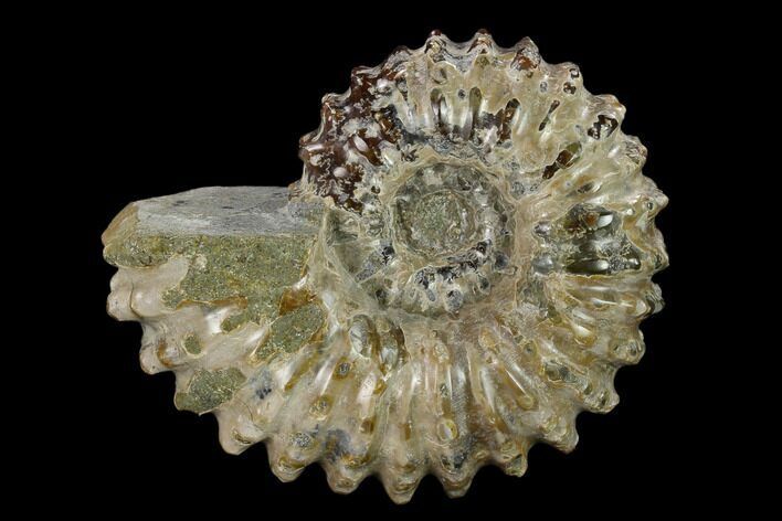Bumpy Ammonite (Douvilleiceras) Fossil - Madagascar #134152
